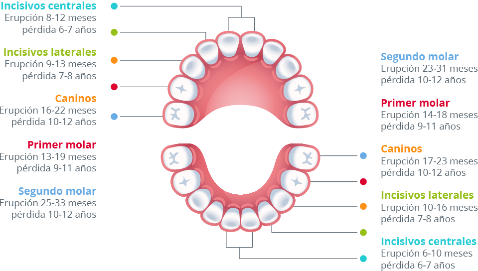 Higiene bucal infantil dentición temporal