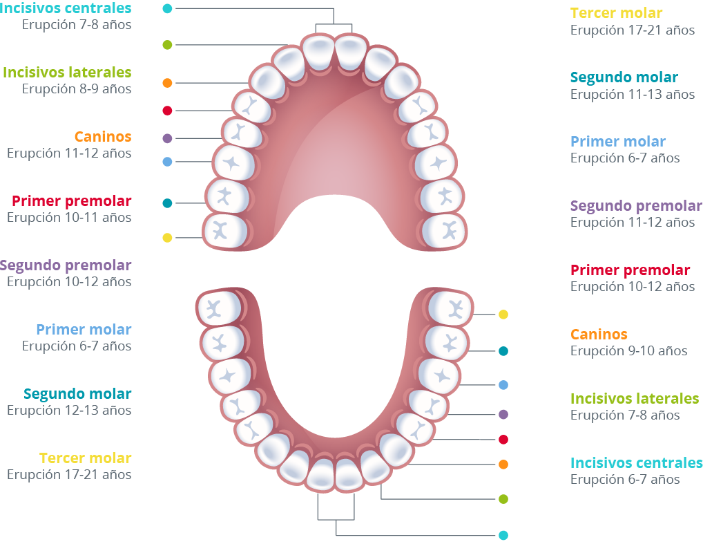 Higiene bucal infantil dentición permanente
