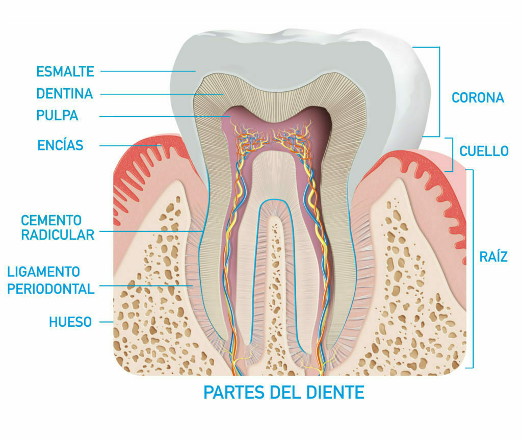 Distintas partes de un diente.